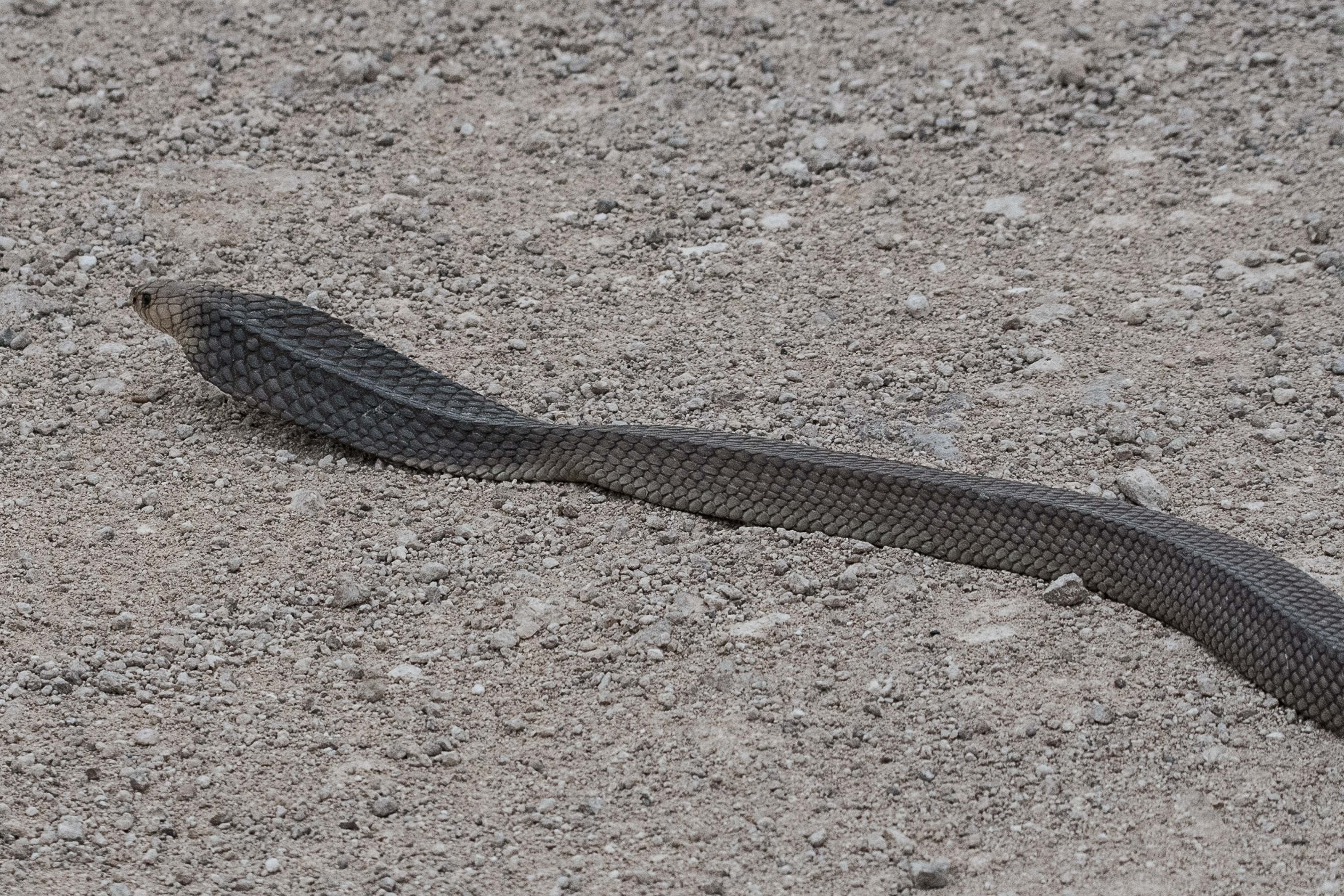 Cobra du Cap (Cape, ou Yellow cobra, Naja nivea), adulte traversant une piste du Parc National d'Etosha, Namibie.